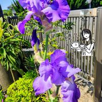 イキシア,ジャーマンアイリス,オオツルボ,オオツルボ,紫の花の画像