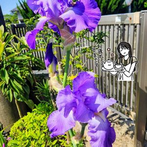 イキシア,ジャーマンアイリス,オオツルボ,オオツルボ,紫の花の画像