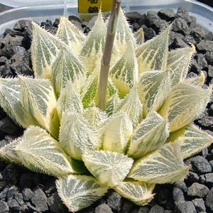 白雪絵巻錦 糊斑,ハオルチア属,多肉ちゃん,ボタニカルライフ,ベランダーの画像