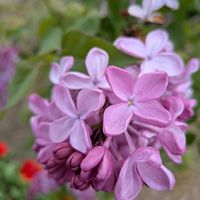 ライラックの画像