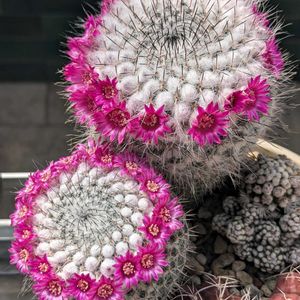 サボテン,サボテンの花,マミラリア属,花冠,マミラリアの花の画像