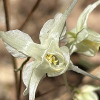 イカリソウ,山野草,里山での出会い❁¨̮の画像
