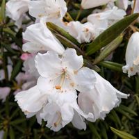 シャクナゲの画像