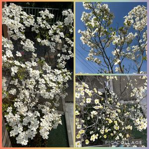 ハナミズキ,4/26,4/26,4/13,今日のお花の画像