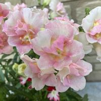 バーベナ,八重咲き金魚草トゥイニー,ビデンス  キャンプファイヤーの画像