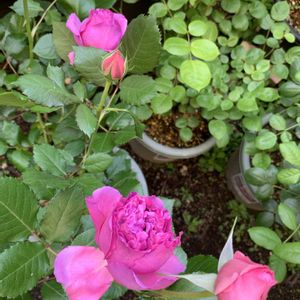 バラ,バラの画像