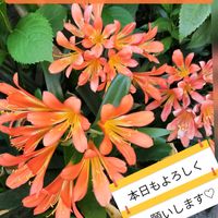 クンシラン,キュンキュン乙女倶楽部,オレンジ色の花も好き,キュンキュン乙女倶楽部No.183,もんもんチャン♡見守り隊の画像