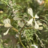 ルッコラの画像