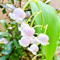 スズラン,スズラン,ガーデニング,山野草,花のある暮らしの画像