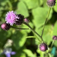 シラン,キツネアザミ,原種ガーベラ,プランター,小さな花壇の画像