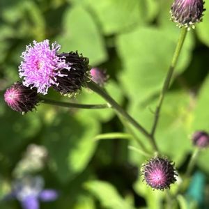 シラン,キツネアザミ,原種ガーベラ,プランター,小さな花壇の画像