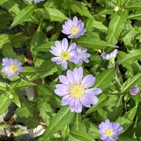 ミヤコワスレ,鉢植え,ガーデニング,成長記録,お気に入り♡の画像