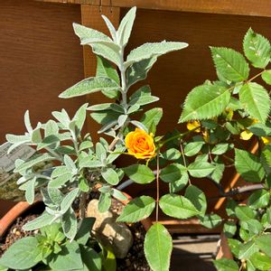 花のある暮らし,緑のある暮らし,GSに感謝。,いつも笑顔で〜〜♡,わんこと暮らすの画像