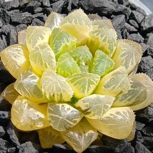 赤岩オブツーサ錦 糊斑,ハオルチア属,多肉ちゃん,ボタニカルライフ,ベランダーの画像