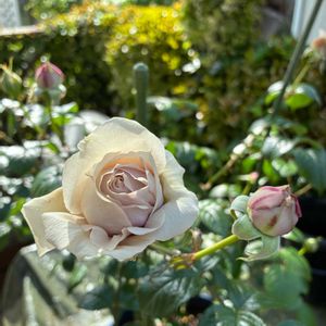 薔薇,バラ　ルクソール,イマニワ,初めて咲いたよ♪の画像