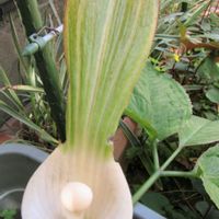 ユキモチソウ,庭の画像