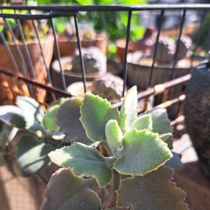 植中毒,植物好き,ベランダの画像