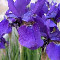 アヤメ,素敵✨✨✨,明るい色,美しい✨✨,花びらの魅力✨の画像