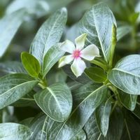 ニチニチソウ,北島園芸オリジナルビンカ,窓際,北島園芸の画像