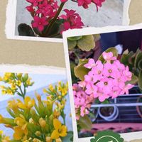 カランコエ,バラと夢CLUB,ほったらかし隊,２０２５年同期の画像