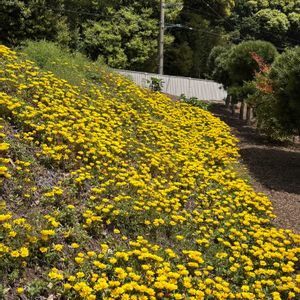 実家の庭,グリーンのある暮らし,ナチュラルスタイル,花の16年組♡の画像