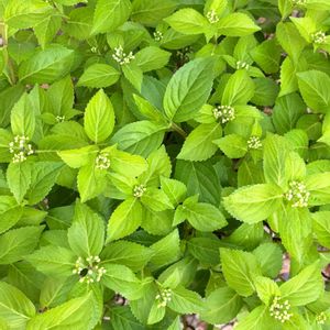 ラグランジアブライダルシャワー,成長記録,可愛い〜♡,イマニワ,花のある暮らしの画像