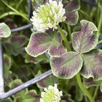 クローバー,ナチュラルガーデン,お庭の花たち,宿根草の庭,花と暮らすの画像