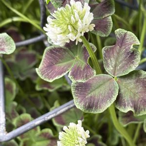 クローバー,ナチュラルガーデン,お庭の花たち,宿根草の庭,花と暮らすの画像