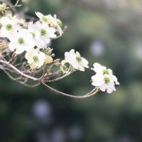 オオデマリ,オオデマリ,サクラソウ,サクラソウ,ハナミズキの画像