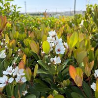 シャリンバイの画像