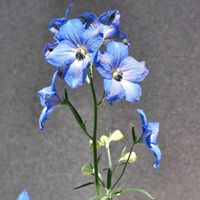 ヤグルマギク,ミヤマオダマキ,デルフィニウム ミントブルー,オオツルボ,瀬戸内の画像