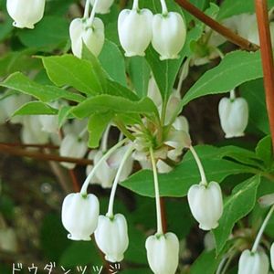 ドウダンツツジ,夏椿,沙羅の木,シャラノキ,ノムラモミジの画像