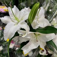 カサブランカ,白い花,花屋,大輪の花,カナートモール伏見の画像