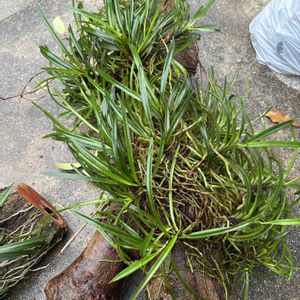 セッコク,風蘭,開花,ラン科,山野草の画像