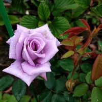 ブルームーン,ロイヤルサンセット,ダッチアイリス,スイートドリーム,カレックス・エバーゴールドの画像