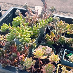 虹の玉,ブルービーン,ビア ホップ,暴れ多肉,玄関フードの画像