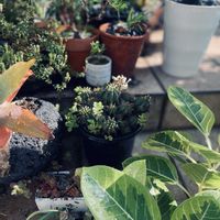 カランコエ,紅彩閣,紅提灯,多肉植物,ユーフォルビアの画像