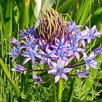 イベリス,イベリス,シラー・ペルビアナ,シラー・ペルビアナの画像