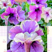 ペチュニア,ペチュニア モンローウォーク,ペチュニア モンローウォーク シルキーラテ,ガーデニング,マイガーデンの画像