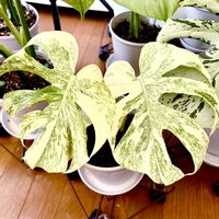 モンステラ,モンステラ デリシオーサ,斑入りモンステラ,モンステラ・デリシオーサ・レガシー,観葉植物の画像
