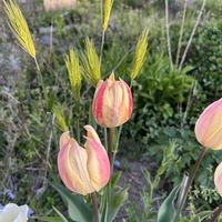 チューリップ,小麦の画像