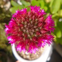 多肉,多肉植物,観葉植物,多肉大好き,多肉植物の花の画像