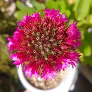 多肉,多肉植物,観葉植物,多肉大好き,多肉植物の花の画像