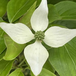 ヤマボウシ,花壇,ガーデニング,山野草,樹木の画像