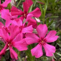 シバザクラ,ハルジオン,フランスギク,ご近所,散歩での画像