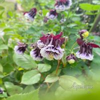 オダマキ,オダマキ,西洋オダマキ,オダマキ ブラックベリー,地植えの画像