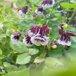 オダマキ,オダマキ,西洋オダマキ,オダマキ ブラックベリー,地植えの画像