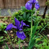 アヤメ,レーマニア・エラータ,ベニキジラミ,ベニキジラミの画像