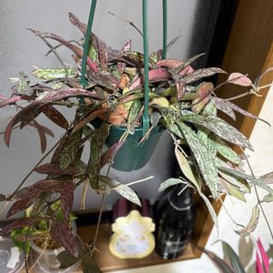 ホヤ・シギラティス,観葉植物,ホヤ,グリーンのある暮らし,リビング・ダイニングの画像