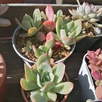 ルエラ,DAISO産謎ベリア,ガーデニング,多肉棚,ウッドデッキの画像